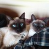 兄妹猫
