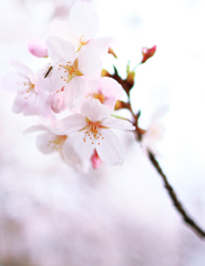 蚊桜