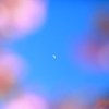 桜月