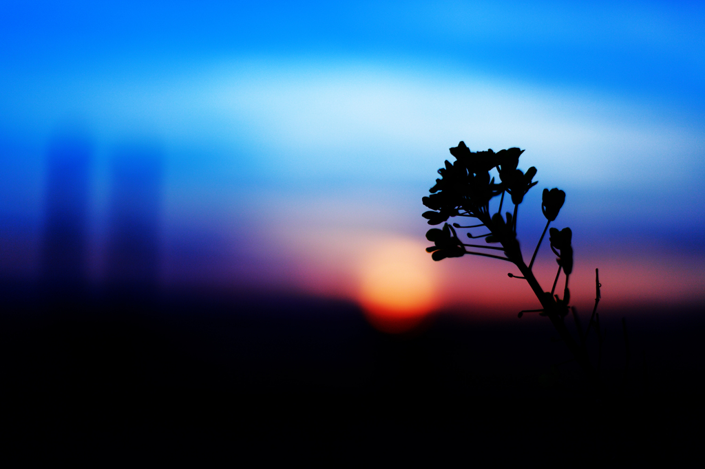 夕日と坂東大橋と菜の花と