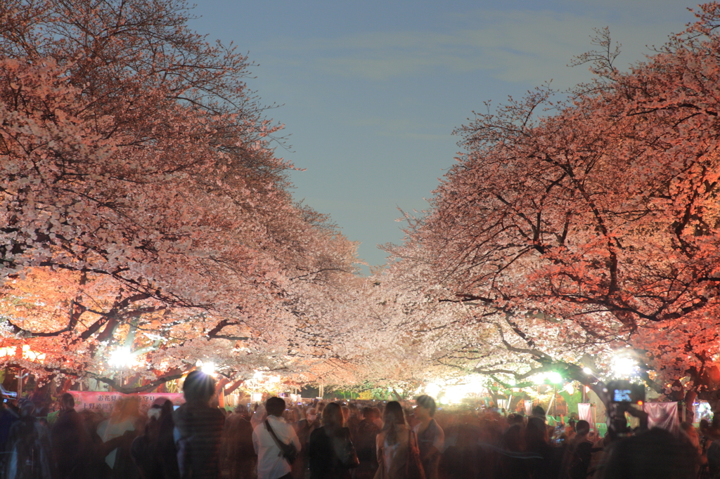 夜桜見物