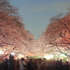 夜桜見物