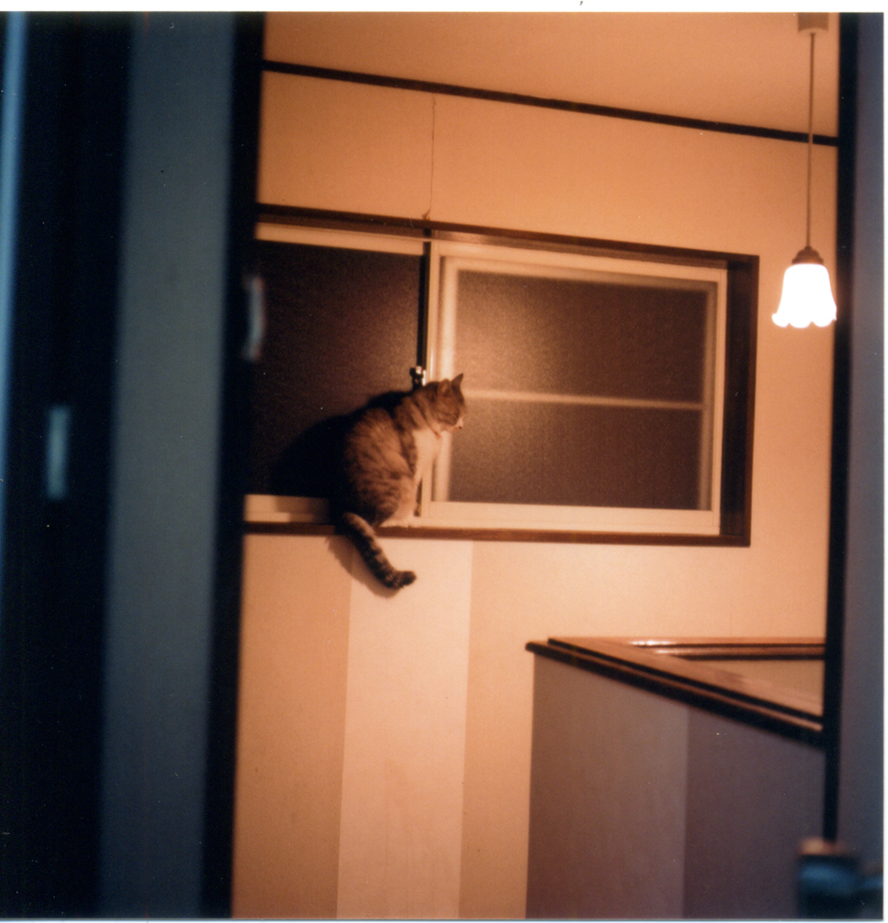 猫と窓枠