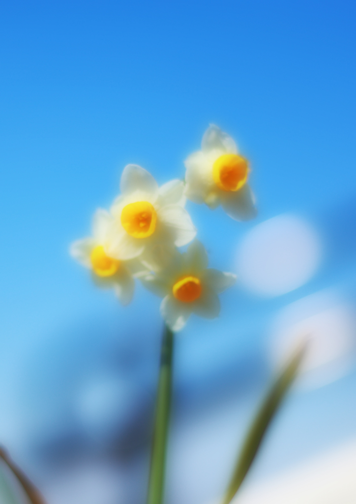 水仙