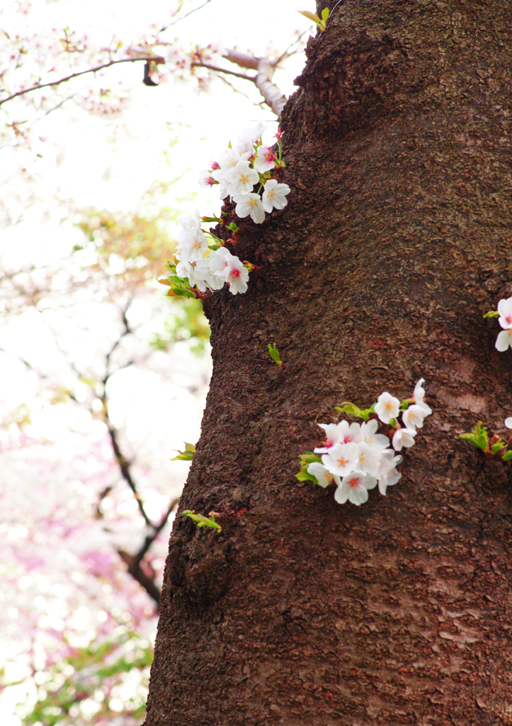 幹から咲いた桜
