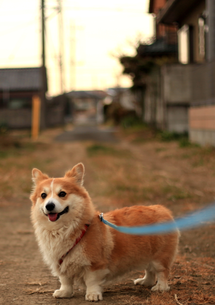 もも