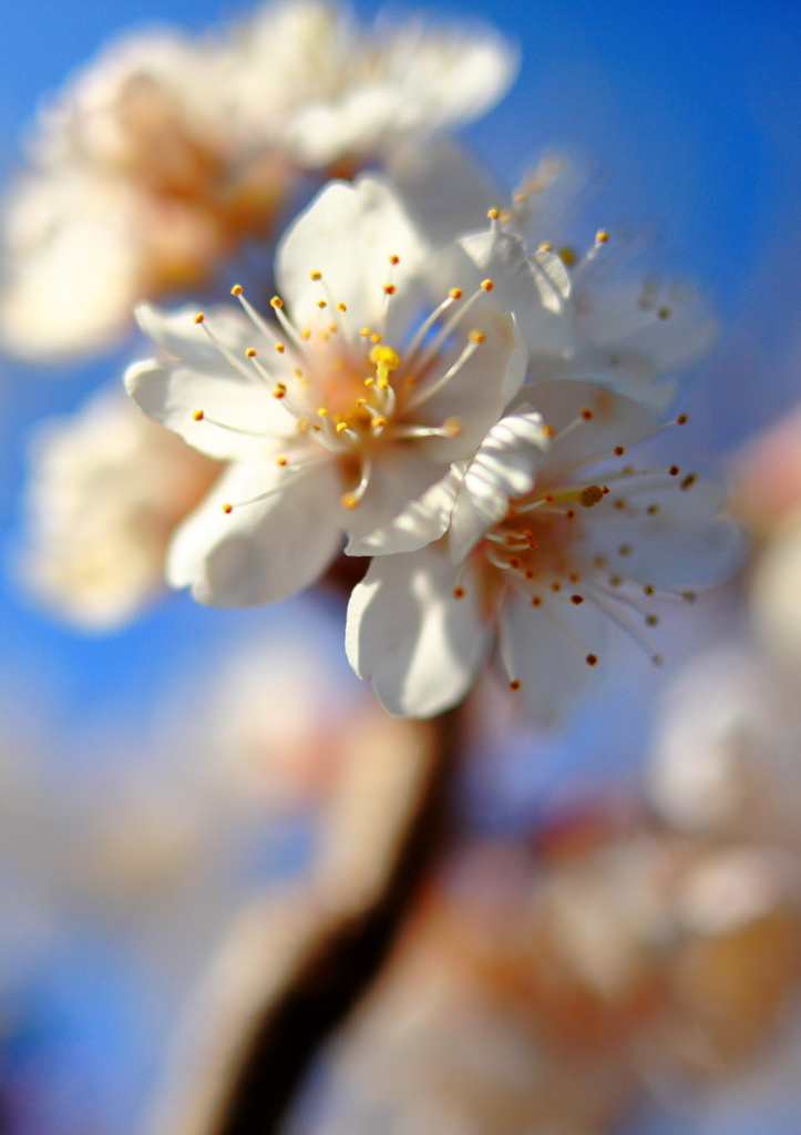 さくらんぼの花