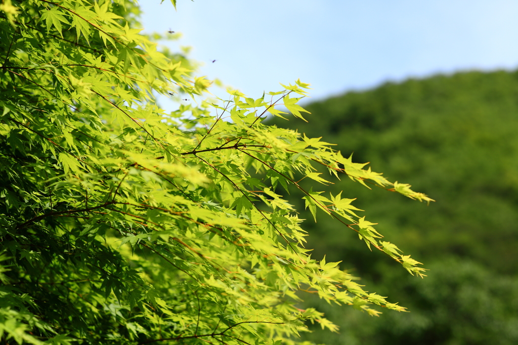 かえでの春