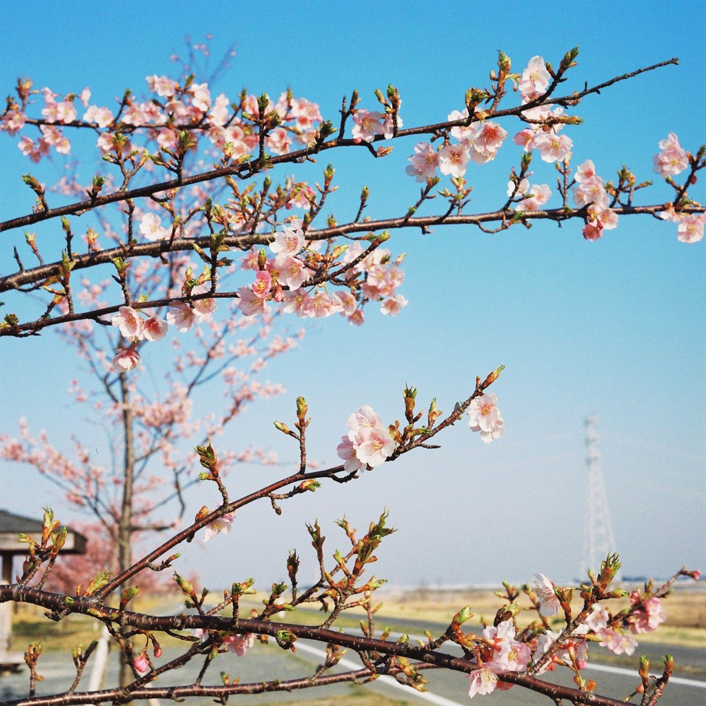 桜の自転車道