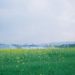 菜の花と野焼き