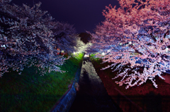 唐沢堤の夜桜