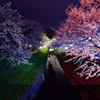 唐沢堤の夜桜