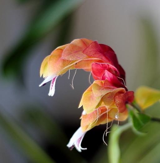 コエビソウ（小海老草）２