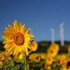 九月の向日葵