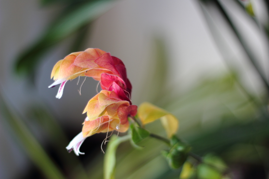 コエビソウ（小海老草）