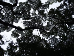 木、空、影