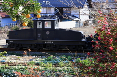 上州のシーラカンス