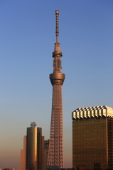 黄金色