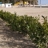 DPP_9555