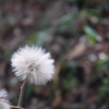 DPP_9556