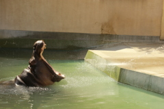 カバの水飲み