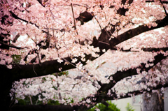 Cherry Blossom