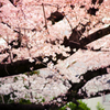 Cherry Blossom