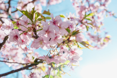 河津桜