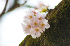 Cherry Blossom