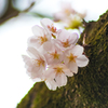 Cherry Blossom