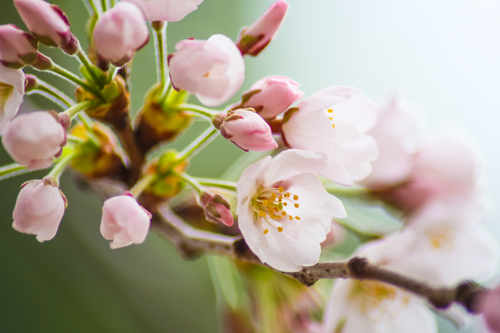 Cherry Blossom