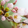 Cherry Blossom