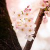 Cherry Blossom