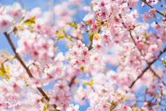 河津桜