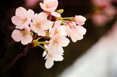 Cherry Blossom