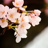 Cherry Blossom