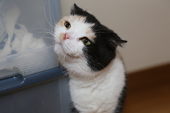 はなちゃん