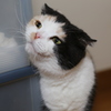はなちゃん
