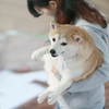 無垢