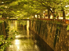 春、目黒川
