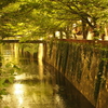 春、目黒川