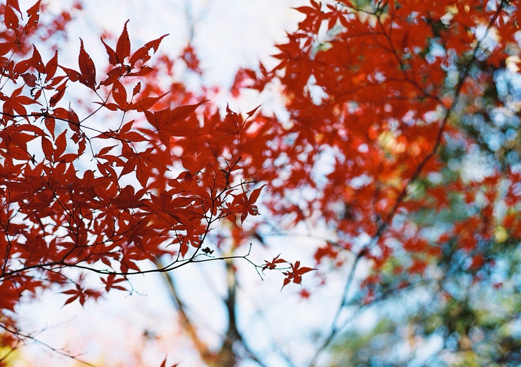 紅葉