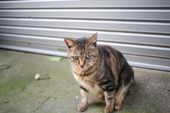 江の島ねこ