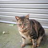 江の島ねこ