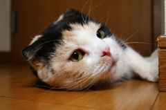 はなちゃん