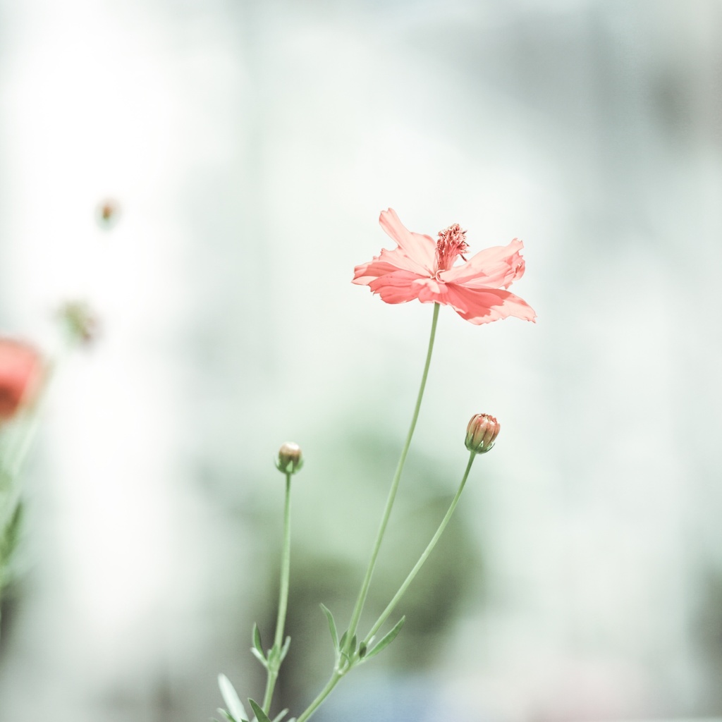 都会の花