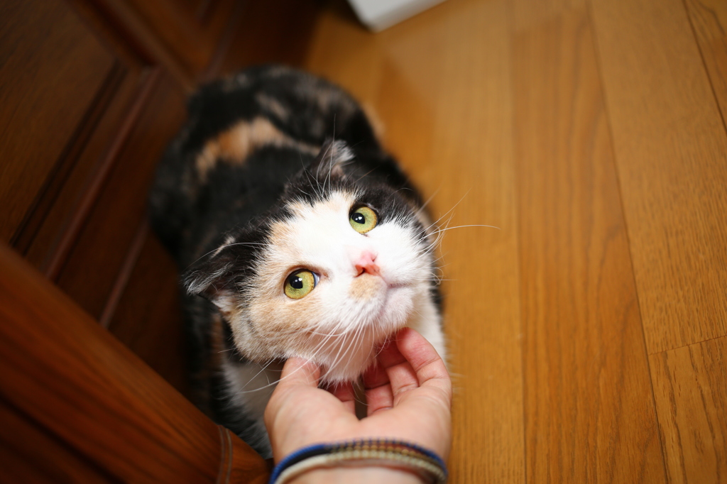 はなちゃん