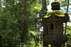 苔のある風景