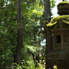 苔のある風景