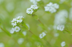 名もなき美しき花たち